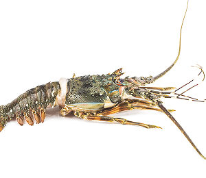 Medium Lobsters