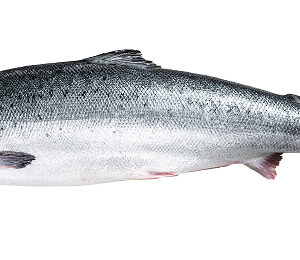 Salmon