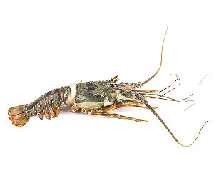 Small Lobsters