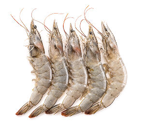 Small Prawns