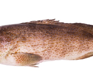Grouper