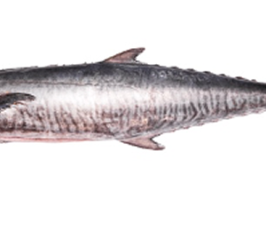 Kingfish