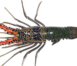 Large Lobsters