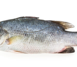 Nile Perch