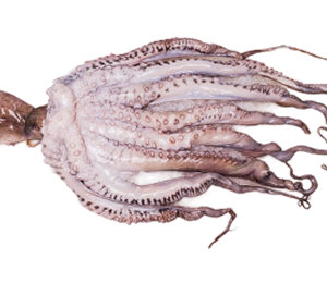 Octopus