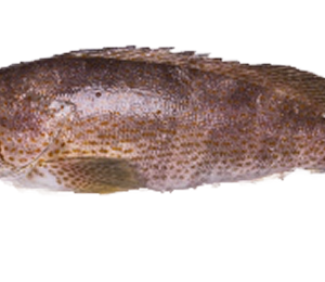 Red Snapper