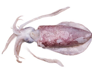 Squid