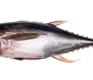 Tuna